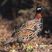 Black Francolin